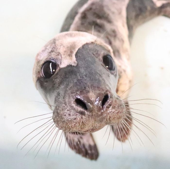 Rescued-Sea-Puppies-Seal-Rescue-Ireland