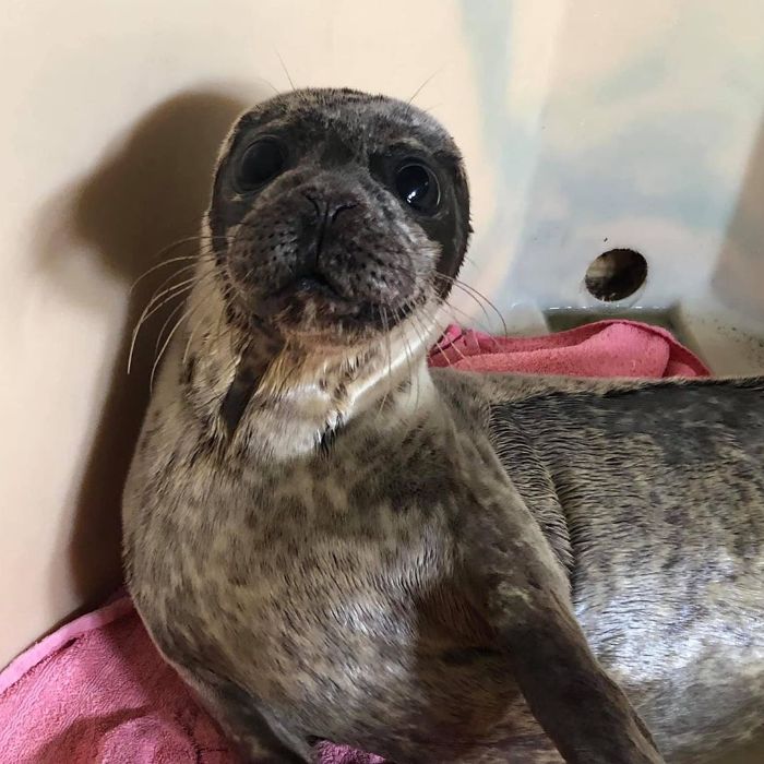 Rescued-Sea-Puppies-Seal-Rescue-Ireland
