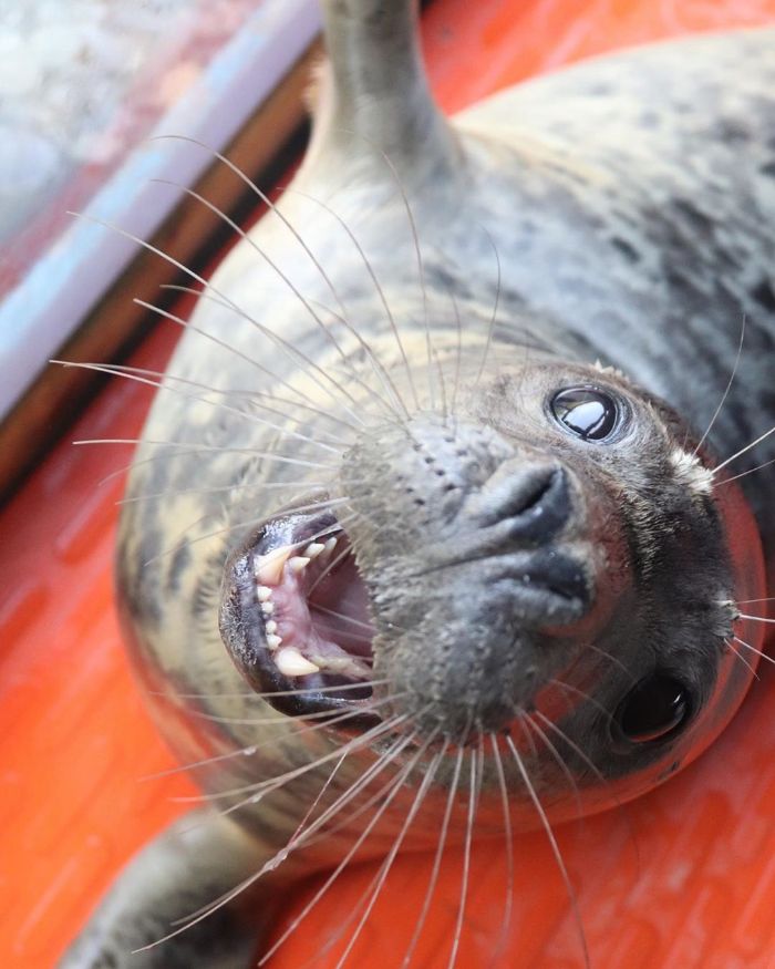 Rescued-Sea-Puppies-Seal-Rescue-Ireland