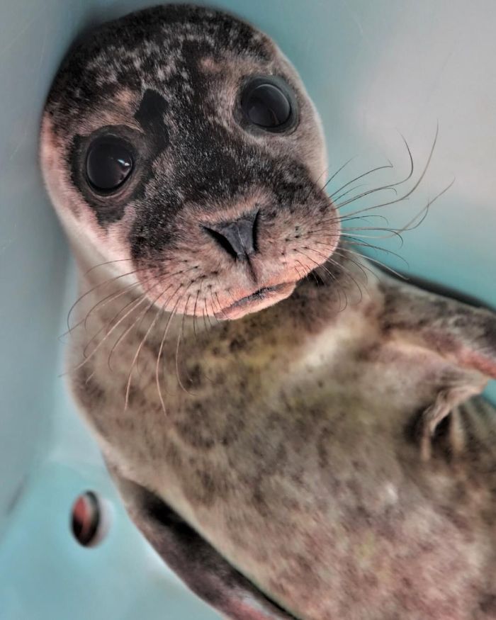 Rescued-Sea-Puppies-Seal-Rescue-Ireland