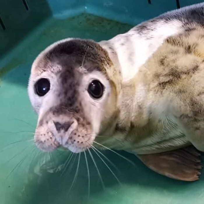 Rescued-Sea-Puppies-Seal-Rescue-Ireland