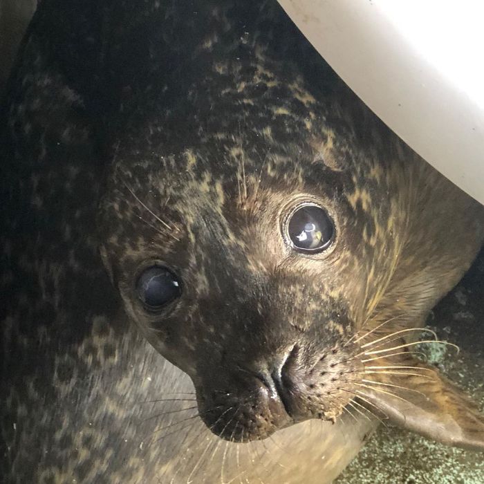 Rescued-Sea-Puppies-Seal-Rescue-Ireland