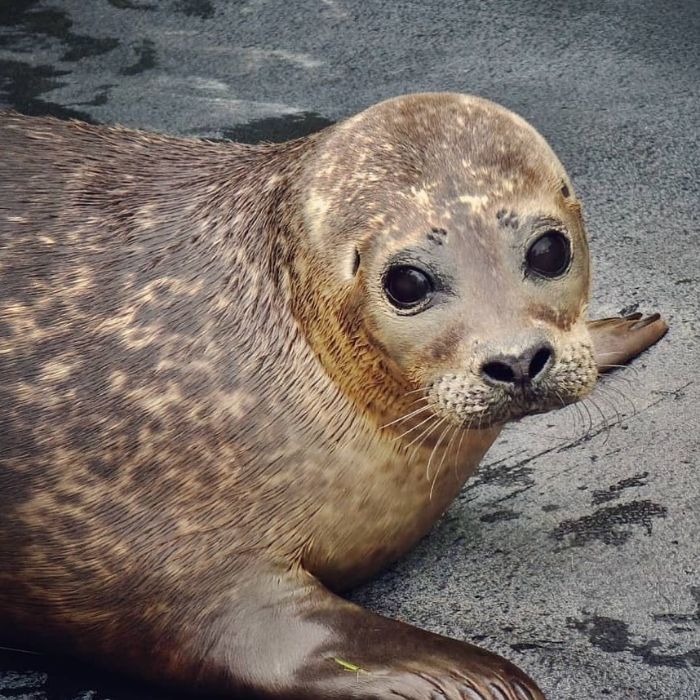 Rescued-Sea-Puppies-Seal-Rescue-Ireland