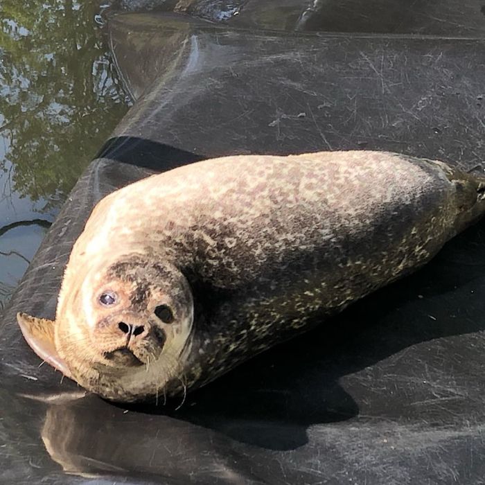 Rescued-Sea-Puppies-Seal-Rescue-Ireland