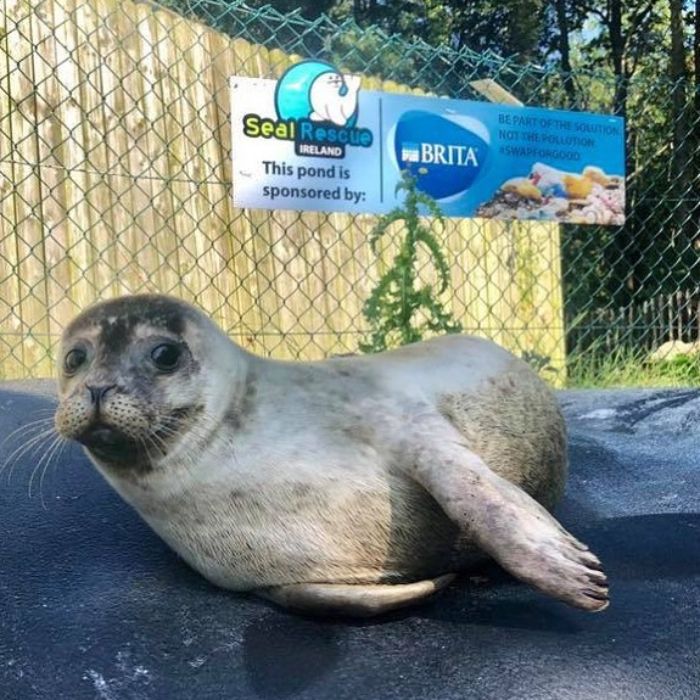 Rescued-Sea-Puppies-Seal-Rescue-Ireland