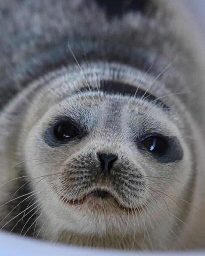 Rescued-Sea-Puppies-Seal-Rescue-Ireland