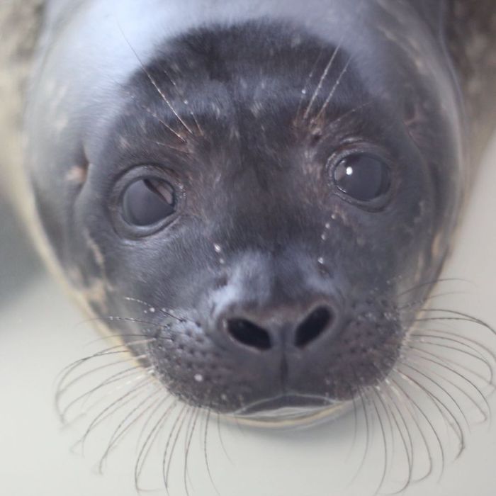 Rescued-Sea-Puppies-Seal-Rescue-Ireland