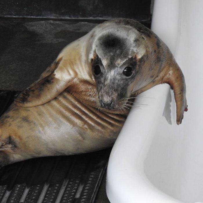 Rescued-Sea-Puppies-Seal-Rescue-Ireland