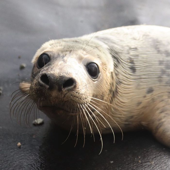 Rescued-Sea-Puppies-Seal-Rescue-Ireland