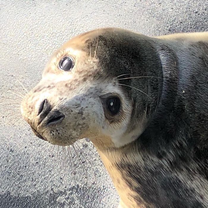 Rescued-Sea-Puppies-Seal-Rescue-Ireland