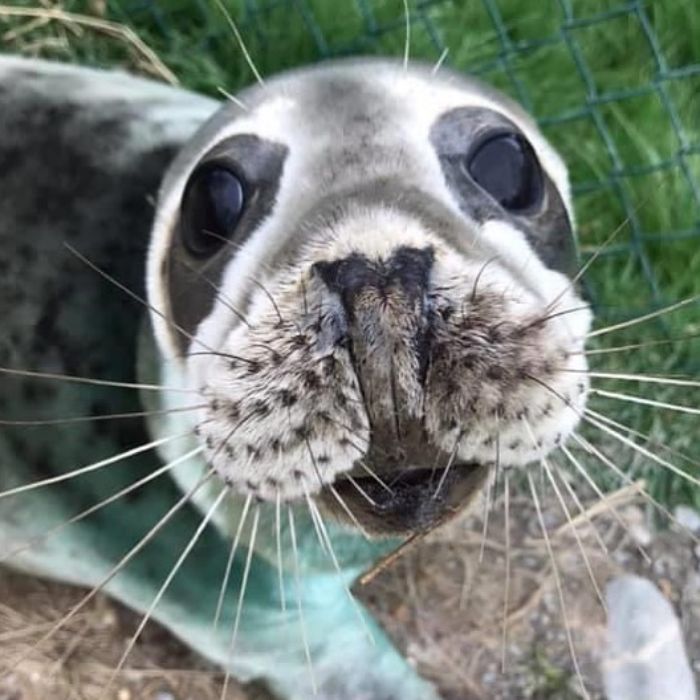 Rescued-Sea-Puppies-Seal-Rescue-Ireland
