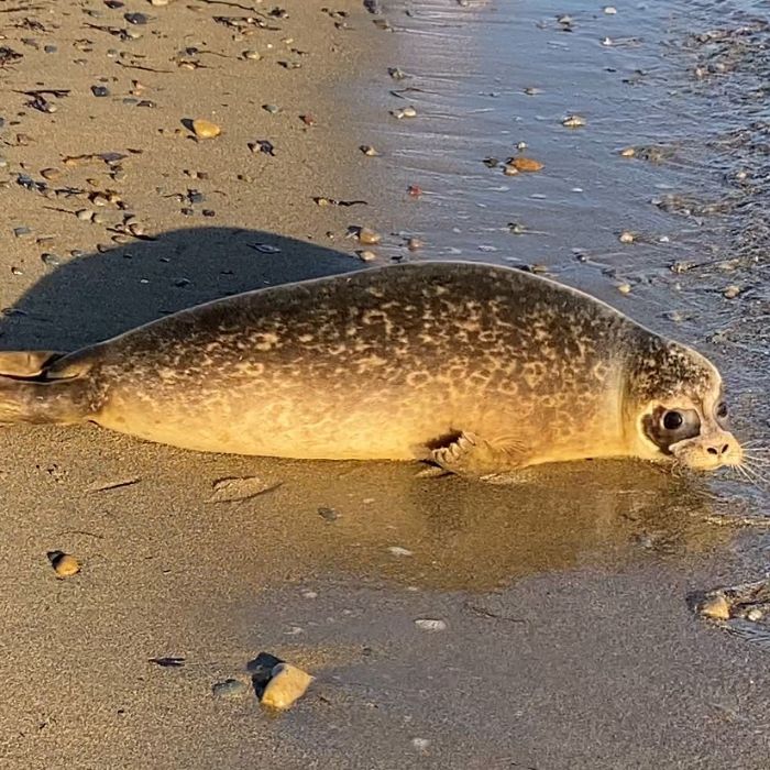 Rescued-Sea-Puppies-Seal-Rescue-Ireland