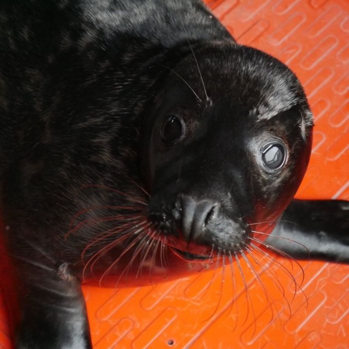 Rescued-Sea-Puppies-Seal-Rescue-Ireland