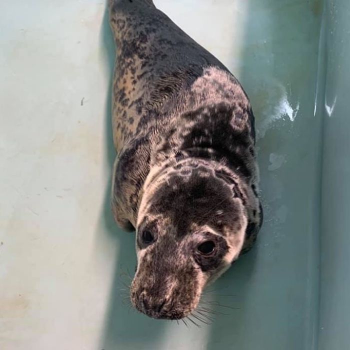 Rescued-Sea-Puppies-Seal-Rescue-Ireland