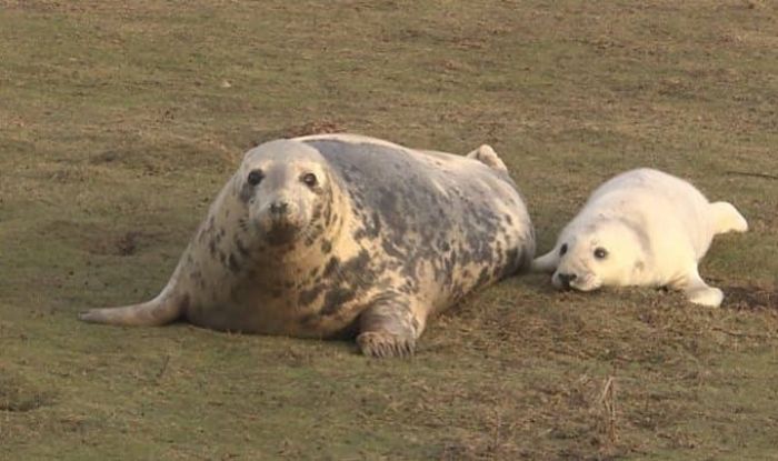 Rescued-Sea-Puppies-Seal-Rescue-Ireland