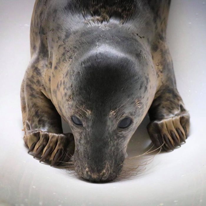 Rescued-Sea-Puppies-Seal-Rescue-Ireland