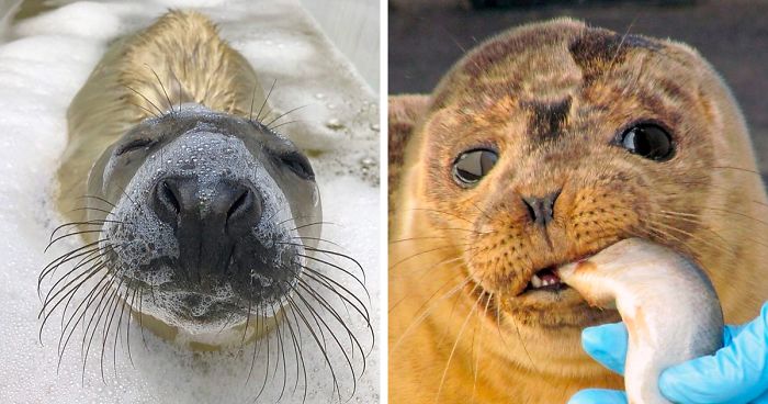 30 Pics Of Seals That Are Basically ‘Sea Puppies’ Shared By This Rescue Charity In Ireland
