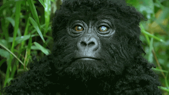 Robot 'Gorilla' Pretends To Be One Of The Pack, Captures Never Before Documented Behavior Of Singing And Farting