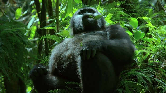 Robot 'Gorilla' Pretends To Be One Of The Pack, Captures Never Before Documented Behavior Of Singing And Farting