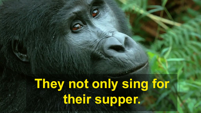 Robot 'Gorilla' Pretends To Be One Of The Pack, Captures Never Before Documented Behavior Of Singing And Farting