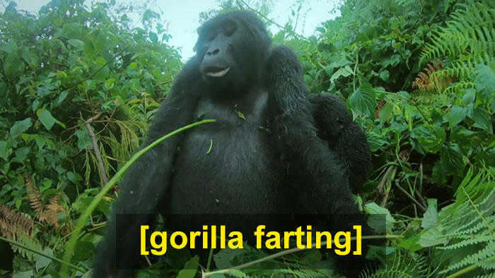 Robot 'Gorilla' Pretends To Be One Of The Pack, Captures Never Before Documented Behavior Of Singing And Farting Robot 'Gorilla' Pretends To Be One Of The Pack, Captures Never Before Documented Behavior Of Singing And Farting