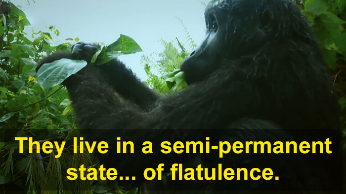 Robot 'Gorilla' Pretends To Be One Of The Pack, Captures Never Before Documented Behavior Of Singing And Farting