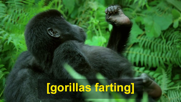 Robot 'Gorilla' Pretends To Be One Of The Pack, Captures Never Before Documented Behavior Of Singing And Farting Robot 'Gorilla' Pretends To Be One Of The Pack, Captures Never Before Documented Behavior Of Singing And Farting