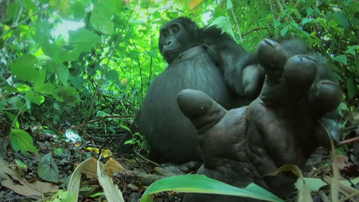 Robot 'Gorilla' Pretends To Be One Of The Pack, Captures Never Before Documented Behavior Of Singing And Farting Robot 'Gorilla' Pretends To Be One Of The Pack, Captures Never Before Documented Behavior Of Singing And Farting