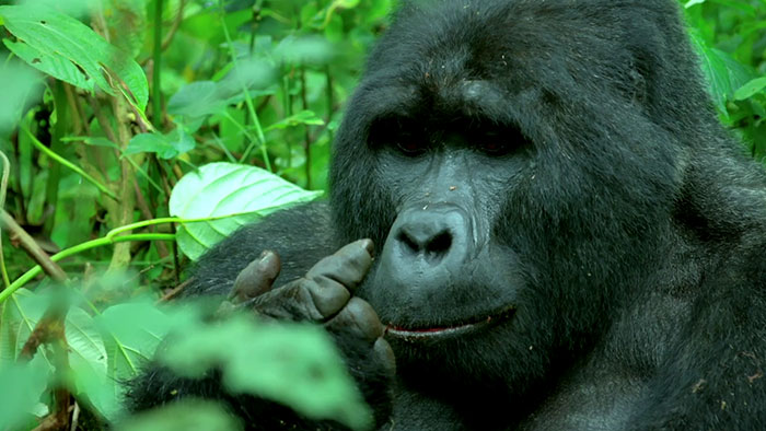 Robot 'Gorilla' Pretends To Be One Of The Pack, Captures Never Before Documented Behavior Of Singing And Farting Robot 'Gorilla' Pretends To Be One Of The Pack, Captures Never Before Documented Behavior Of Singing And Farting