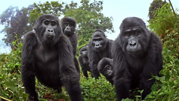 Robot 'Gorilla' Pretends To Be One Of The Pack, Captures Never Before Documented Behavior Of Singing And Farting