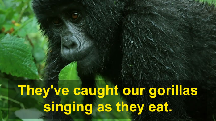 Robot 'Gorilla' Pretends To Be One Of The Pack, Captures Never Before Documented Behavior Of Singing And Farting Robot 'Gorilla' Pretends To Be One Of The Pack, Captures Never Before Documented Behavior Of Singing And Farting