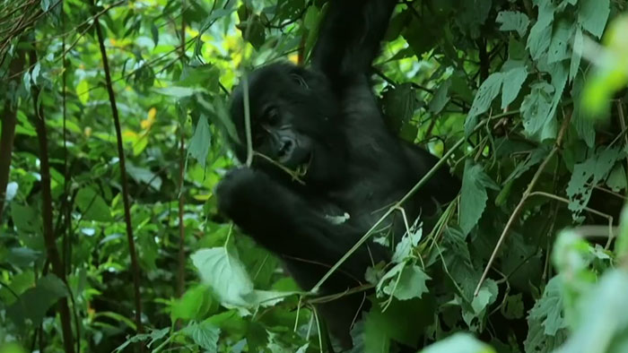 Robot 'Gorilla' Pretends To Be One Of The Pack, Captures Never Before Documented Behavior Of Singing And Farting Robot 'Gorilla' Pretends To Be One Of The Pack, Captures Never Before Documented Behavior Of Singing And Farting