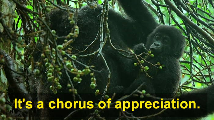 Robot 'Gorilla' Pretends To Be One Of The Pack, Captures Never Before Documented Behavior Of Singing And Farting