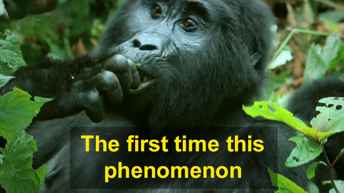 Robot 'Gorilla' Pretends To Be One Of The Pack, Captures Never Before Documented Behavior Of Singing And Farting Robot 'Gorilla' Pretends To Be One Of The Pack, Captures Never Before Documented Behavior Of Singing And Farting