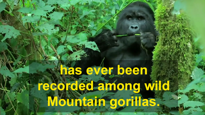 Robot 'Gorilla' Pretends To Be One Of The Pack, Captures Never Before Documented Behavior Of Singing And Farting