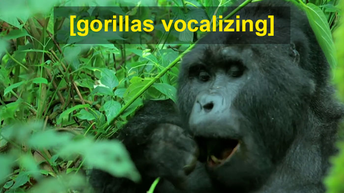 Robot 'Gorilla' Pretends To Be One Of The Pack, Captures Never Before Documented Behavior Of Singing And Farting Robot 'Gorilla' Pretends To Be One Of The Pack, Captures Never Before Documented Behavior Of Singing And Farting