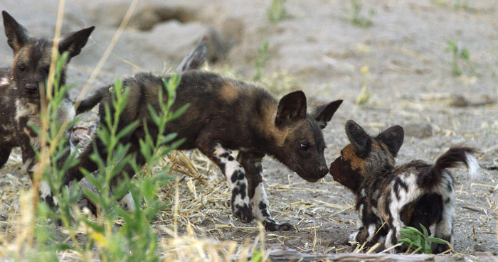 Robot 'Gorilla' Pretends To Be One Of The Pack, Captures Never Before Documented Behavior Of Singing And Farting Robot 'Gorilla' Pretends To Be One Of The Pack, Captures Never Before Documented Behavior Of Singing And Farting