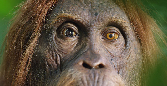 Robot 'Gorilla' Pretends To Be One Of The Pack, Captures Never Before Documented Behavior Of Singing And Farting Robot 'Gorilla' Pretends To Be One Of The Pack, Captures Never Before Documented Behavior Of Singing And Farting