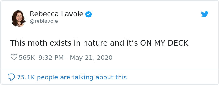 Woman Notices A Fancy Moth In Her Backyard, Turns Out It's The Cosmoth Woman Notices A Fancy Moth In Her Backyard, Turns Out It's The Cosmoth