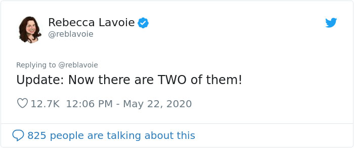 Woman Notices A Fancy Moth In Her Backyard, Turns Out It's The Cosmoth