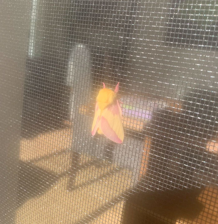 Woman Notices A Fancy Moth In Her Backyard, Turns Out It's The Cosmoth Woman Notices A Fancy Moth In Her Backyard, Turns Out It's The Cosmoth