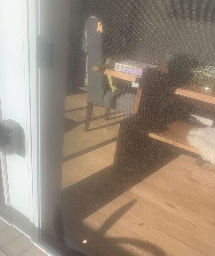 Woman Notices A Fancy Moth In Her Backyard, Turns Out It's The Cosmoth