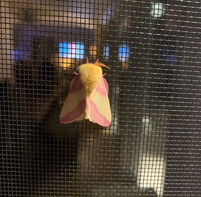 Woman Notices A Fancy Moth In Her Backyard, Turns Out It's The Cosmoth Woman Notices A Fancy Moth In Her Backyard, Turns Out It's The Cosmoth