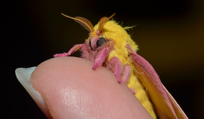 Woman Notices A Fancy Moth In Her Backyard, Turns Out It's The Cosmoth Woman Notices A Fancy Moth In Her Backyard, Turns Out It's The Cosmoth