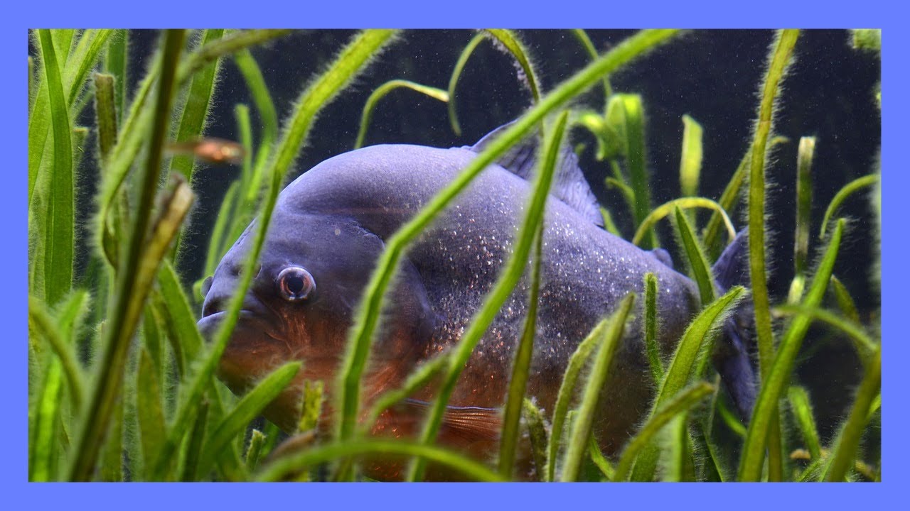 Piranha Facts 101 – Don’t Mess With These Creatures