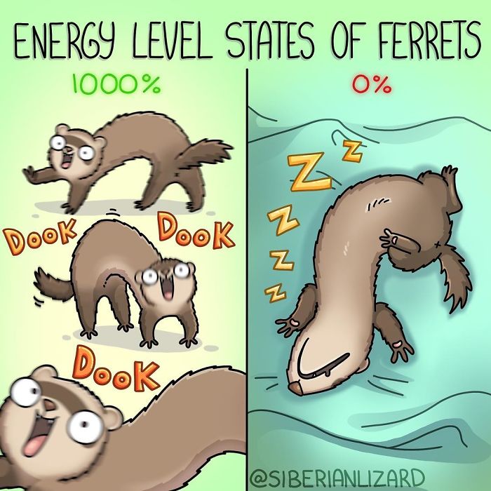 Funny-Ferrets-Comics-Siberian-Artist-Liza-Nechaeva