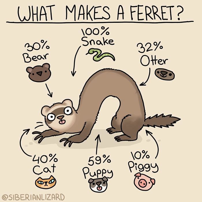 Funny-Ferrets-Comics-Siberian-Artist-Liza-Nechaeva