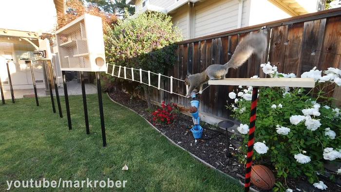 Former NASA Engineer Builds The Perfect Squirrel-Proof Bird Feeder And Watches Them Battle For The Treats