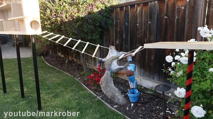 Former NASA Engineer Builds The Perfect Squirrel-Proof Bird Feeder And Watches Them Battle For The Treats