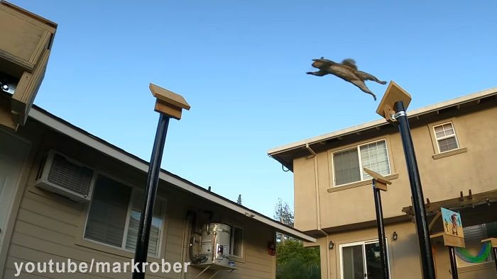 Former NASA Engineer Builds The Perfect Squirrel-Proof Bird Feeder And Watches Them Battle For The Treats